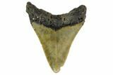 Bargain, 3.04" Fossil Megalodon Tooth - North Carolina - #130080-1